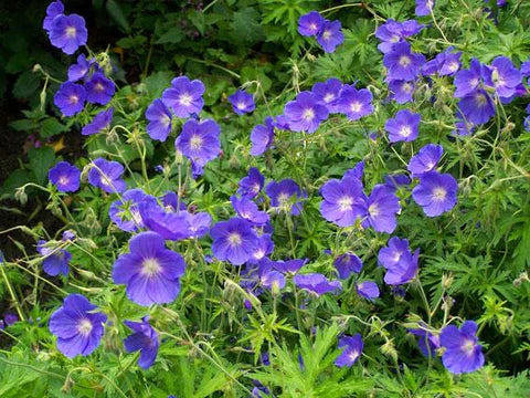 Geranium