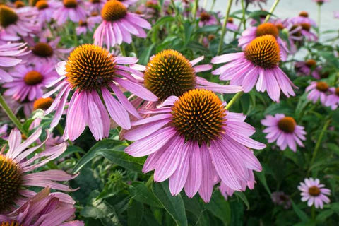 Vlinderplanten