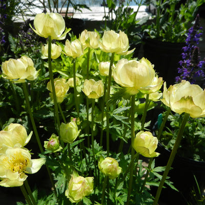 Fleur boule (Trollius 'New Moon')