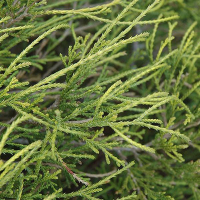 Cyprès (Chamaecyparis p. 'Filifera Nana')