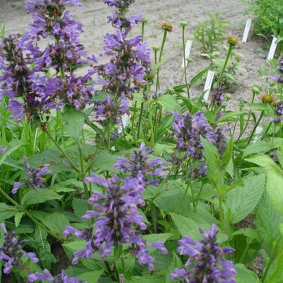 Herbe à chat (Nepeta kubanica)