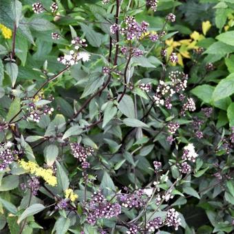 Leverkruid (Eupatorium rugosum 'Chocolate') - Tuinplanten