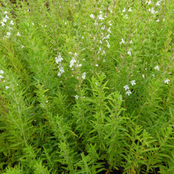 Sarriette d'hiver (Satureja montana)