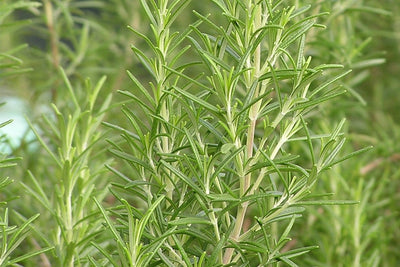 Romarin (Rosmarinus officinalis 'Compact')