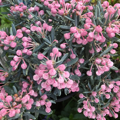 Bruyère lavande (Andromeda polifolia 'Blue Ice')