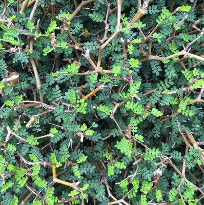 arbre à miel (Sophora prostata 'Little Baby')