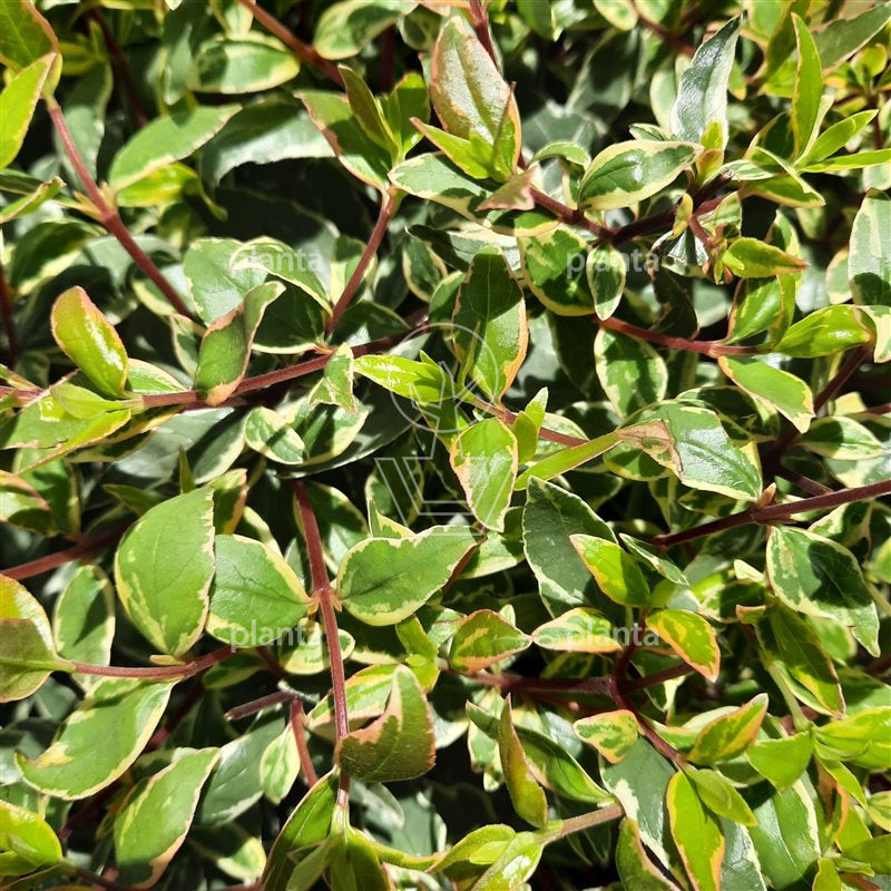 Abelia (Abelia grandiflora 'Jelly Beans' ) - Heesters