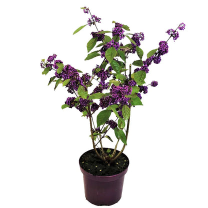 Schoonvrucht (Callicarpa bodinieri 'Profusion') - Heesters