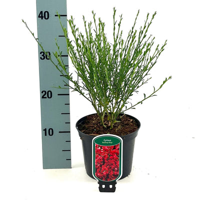 Genêt (Cytisus praecox 'Boskoop Ruby')