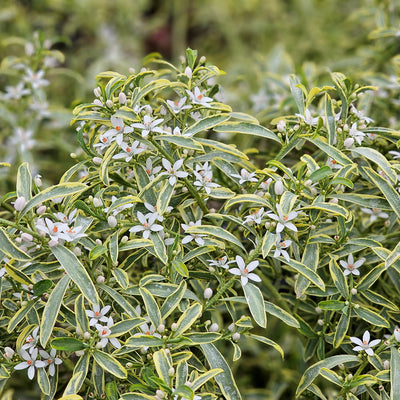 Bord d'or (Eriostemon myoporoides Gold Touch®)