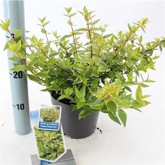 Abelia (Abelia grandiflora 'Happy Daydream'® PBR) - Heesters