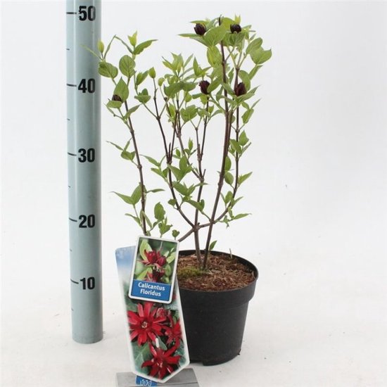Specerijstruik (Calycanthus floridus) - Heesters