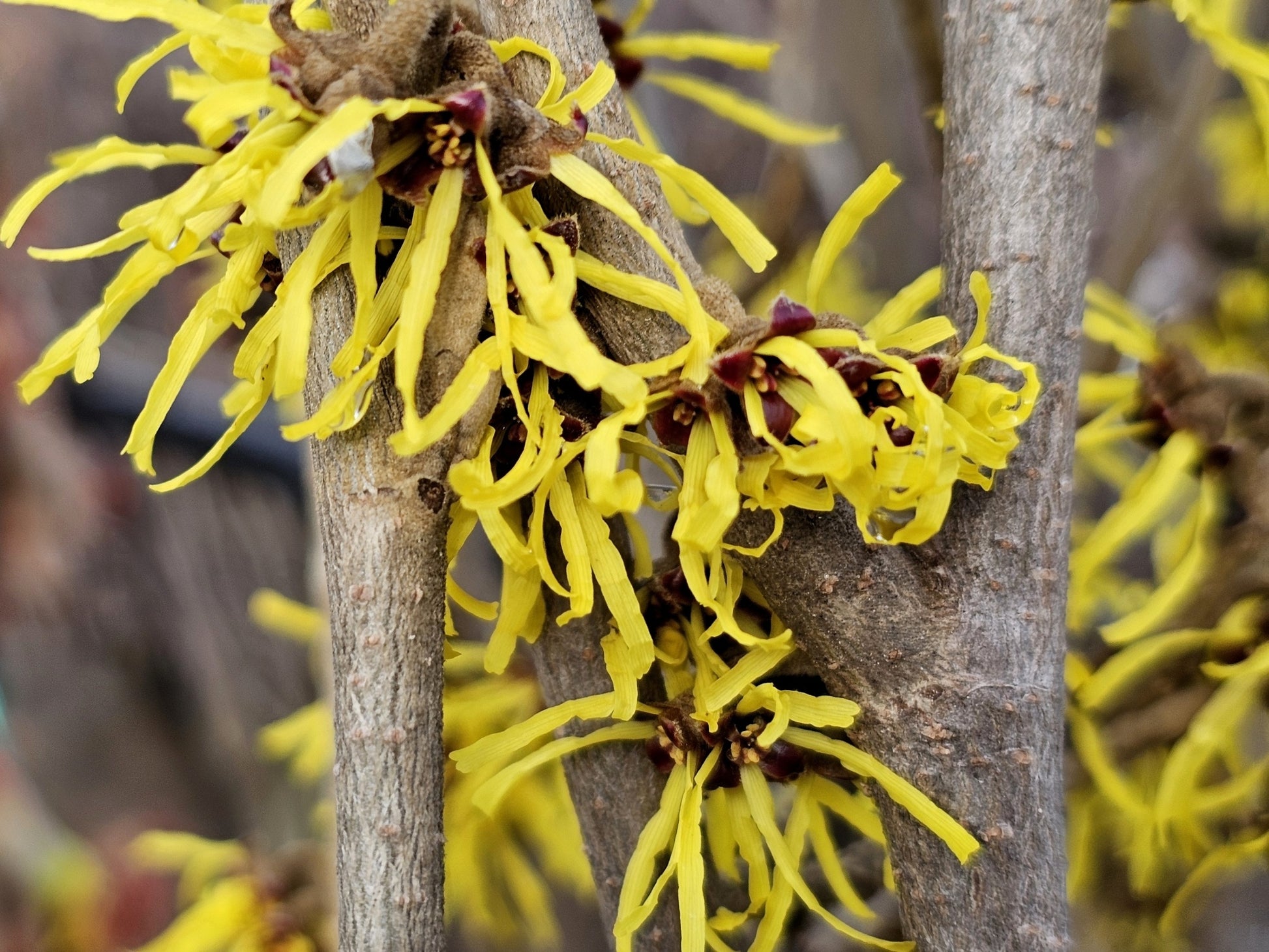 Toverhazelaar (Hamamelis intermedia 'Westerstede') - Heesters