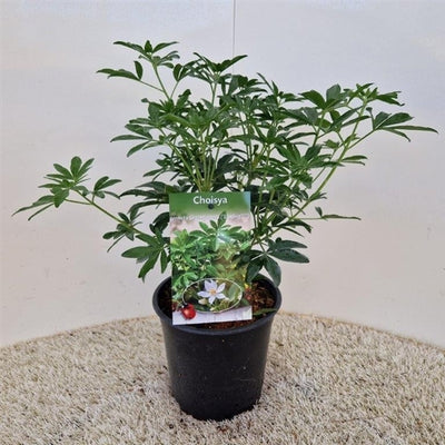 Choisya (Choisya doigts verts)