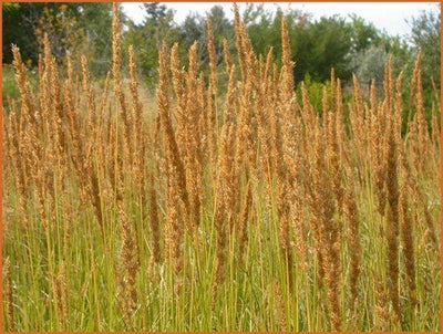 Roseau autruche (Calamagrostis brachytricha)