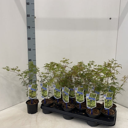 Japanse Esdoorn (Acer palmatum 'Seiryu') - Japanse Esdoorn