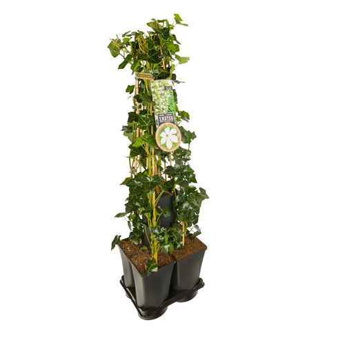 Hedera-Clematis mix haag 1 meter (Forever Friends) - 