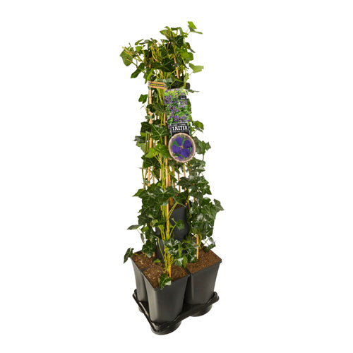Hedera-Clematis mix haag 1 meter (Jackmanii) - 