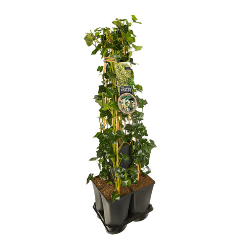 Hedera-Kamperfoelie mix haag 1 meter (Hall's Prolific) - 
