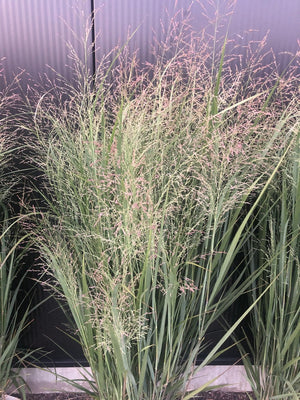 Panicum virg. 'Heavy Metal' (Panicum virg. 'Heavy Metal')