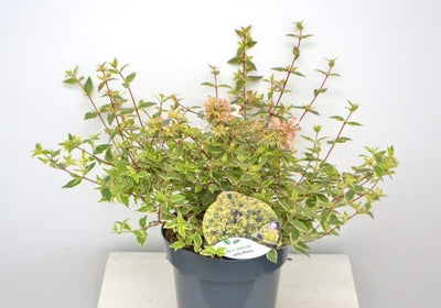 Abélia (Abelia grandiflora 'Jelly Beans')