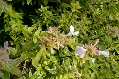 Abélia (Abelia grandiflora 'Happy Daydream'® PBR)