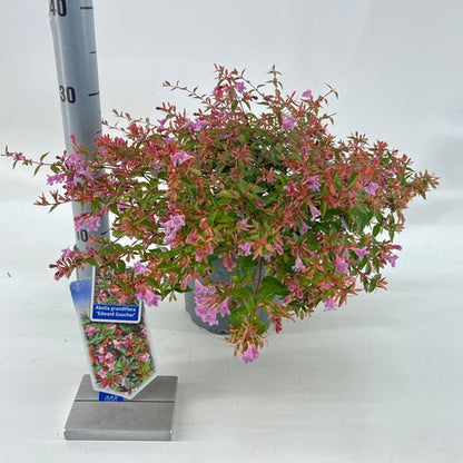 Abelia (Abelia 'Edward Goucher') - Heesters