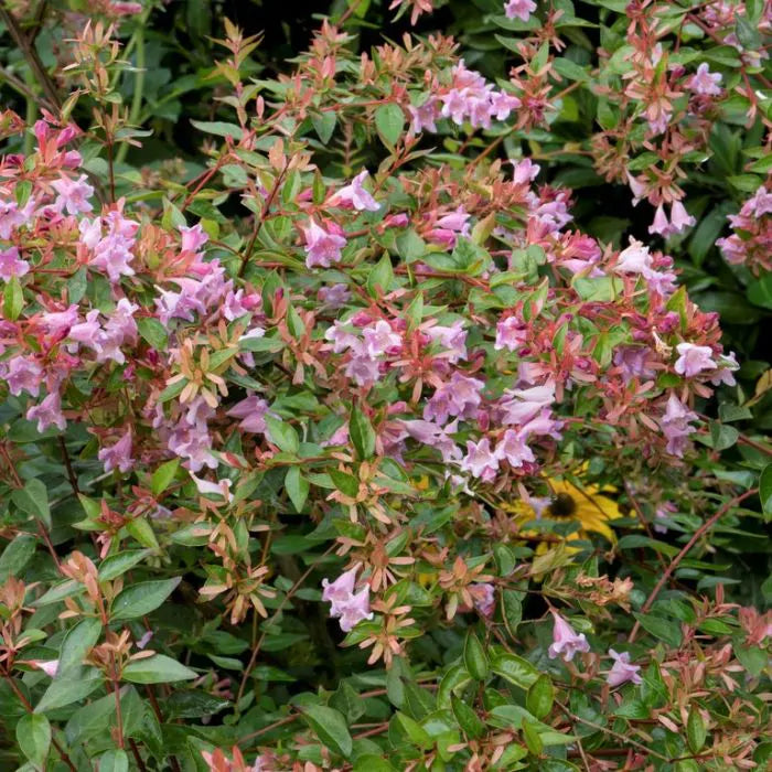 Abelia (Abelia 'Edward Goucher') - Heesters