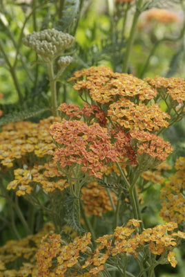 Achillée millefeuille (Achillea millefolium 'Terracotta')