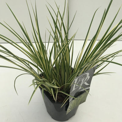 Acore 'Argenteostriatus' coloré