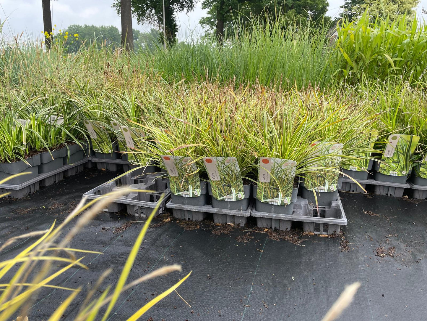 Siergrassen XXL Pakket – 24 Stuks (C2 pot, 2 liter) - 