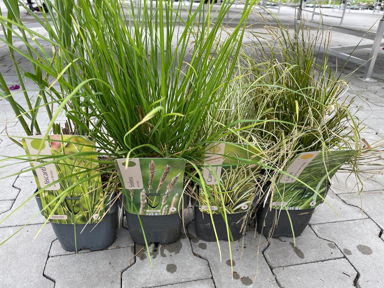 Siergrassen XXL Pakket – 24 Stuks (C2 pot, 2 liter) - 