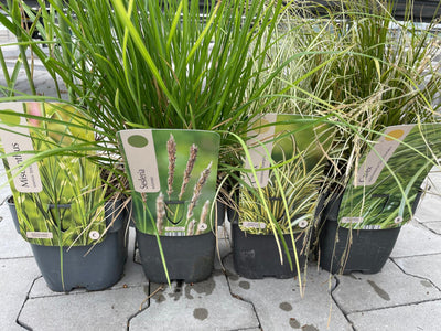 Graminées ornementales XXL – 24 pièces (pot C2, 2 litres)