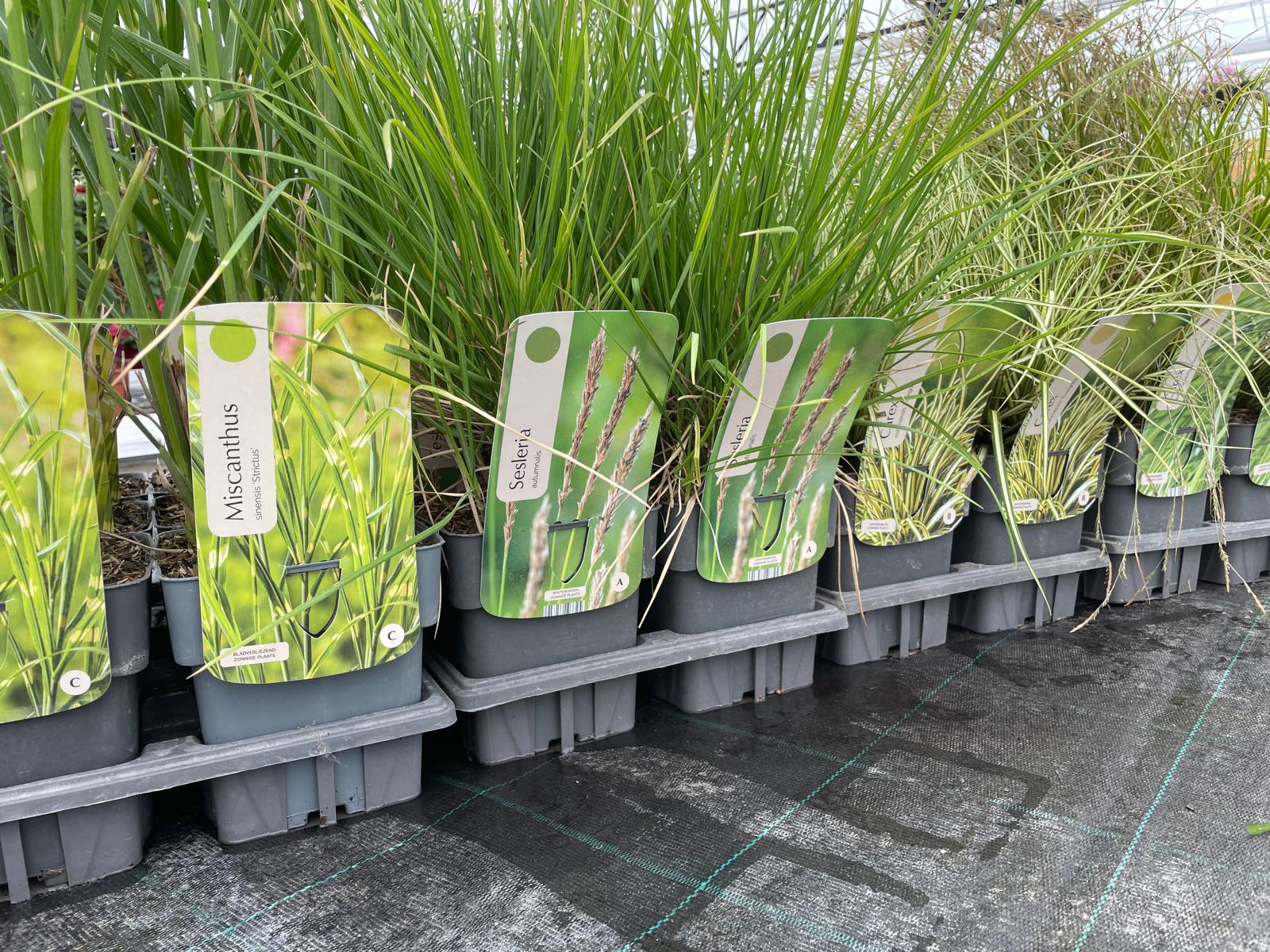 Siergrassen XXL Pakket – 24 Stuks (C2 pot, 2 liter) - 