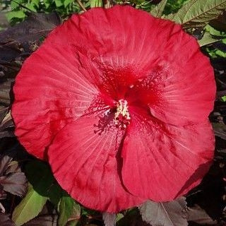 Althéa (Hibiscus Carousel Géant Rouge)