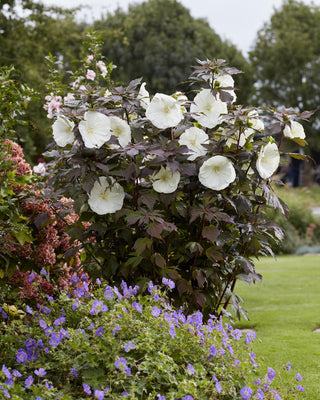 Buisson d'althéa (Hibiscus Carousel Ghost)