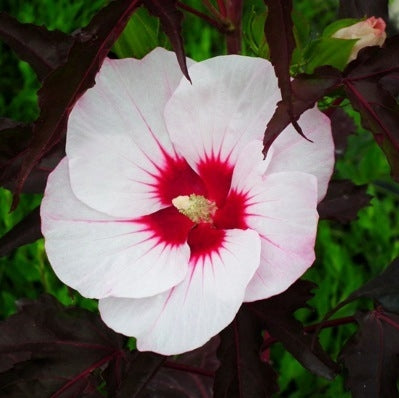 Buisson d'althéa (Hibiscus Carousel Jolly Heart)