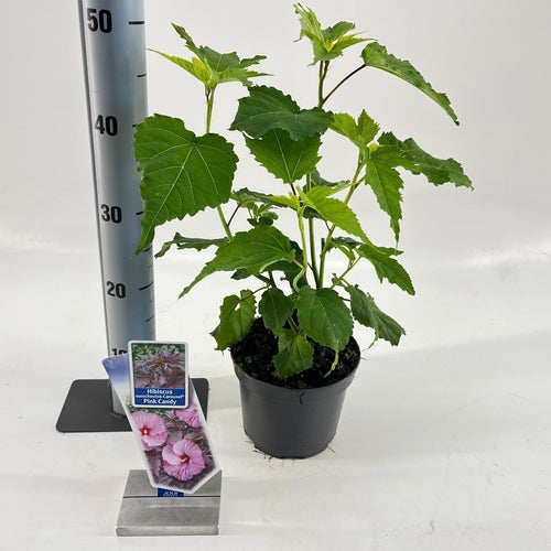 Altheastruik (Hibiscus Carousel Pink Candy) - Hibiscus