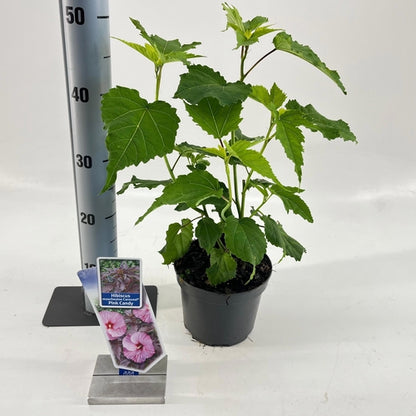 Altheastruik (Hibiscus Carousel Pink Candy) - Hibiscus