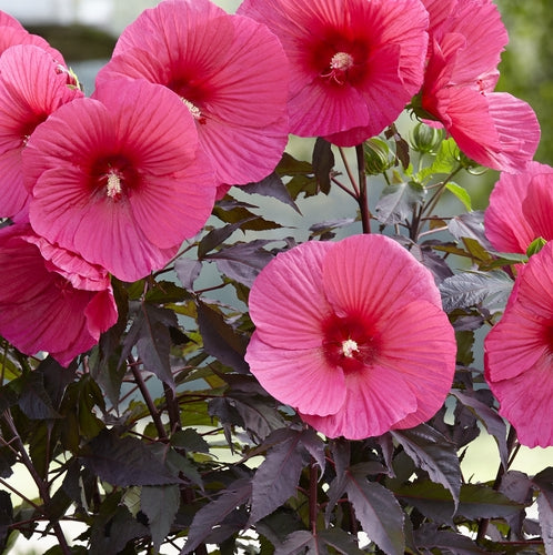 Altheastruik (Hibiscus Carousel Pink Passion) - Hibiscus