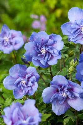 Althéa (Hibiscus syriacus Blue Chiffon)