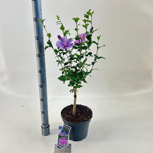 Altheastruik (Hibiscus syriacus Lavender Chiffon) - Hibiscus