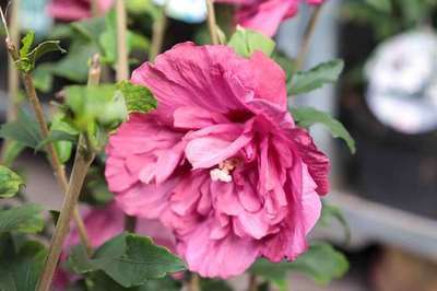 Buisson d'Althea (Hibiscus syriacus Magenta Chiffon)