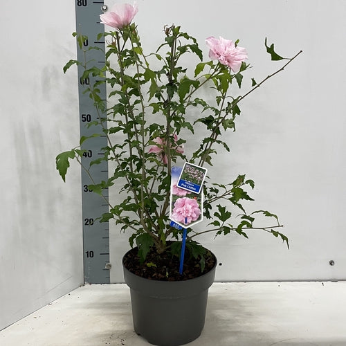 Altheastruik (Hibiscus syriacus Pink Chiffon) - Hibiscus