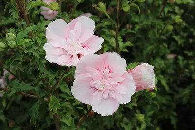 Althéa (Hibiscus syriacus Pink Chiffon)