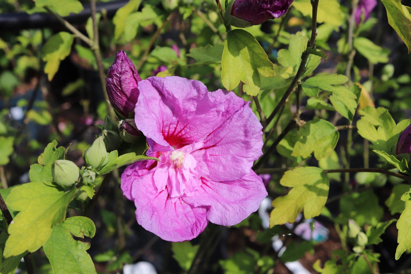 Altheastruik (Hibiscus syriacus 'Purple Chiffon') - Hibiscus