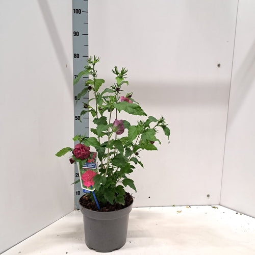 Altheastruik (Hibiscus syriacus 'Ruby Chiffon') - Hibiscus