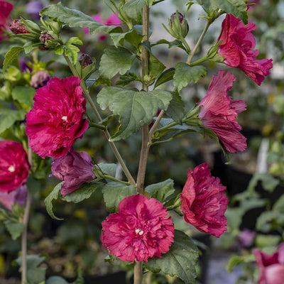 Buisson d'Althea (Hibiscus syriacus 'Ruby Chiffon')