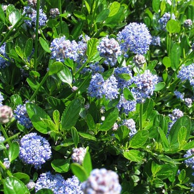 Lilas d'Amérique (Ceanothus PRINTUS 'Victoria')
