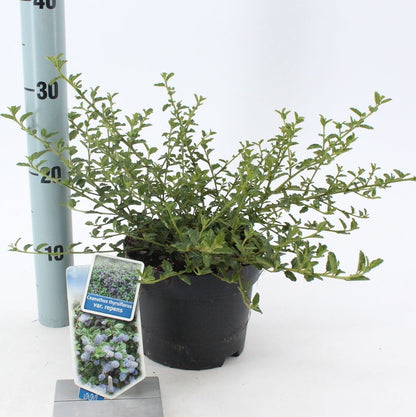 Amerikaanse Sering (Ceanothus thyr. 'Repens') - Sering